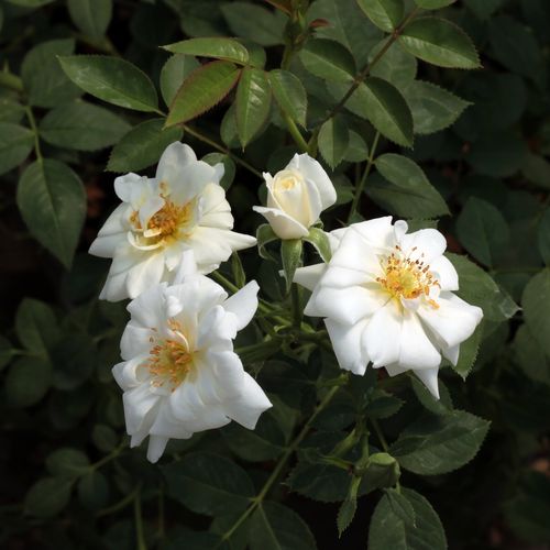 Gärtnerei - Rosa Kent Cover ® - weiß - bodendecker rosen  - mittel-stark duftend - L. Pernille Olesen,  Mogens Nyegaard Olesen - -